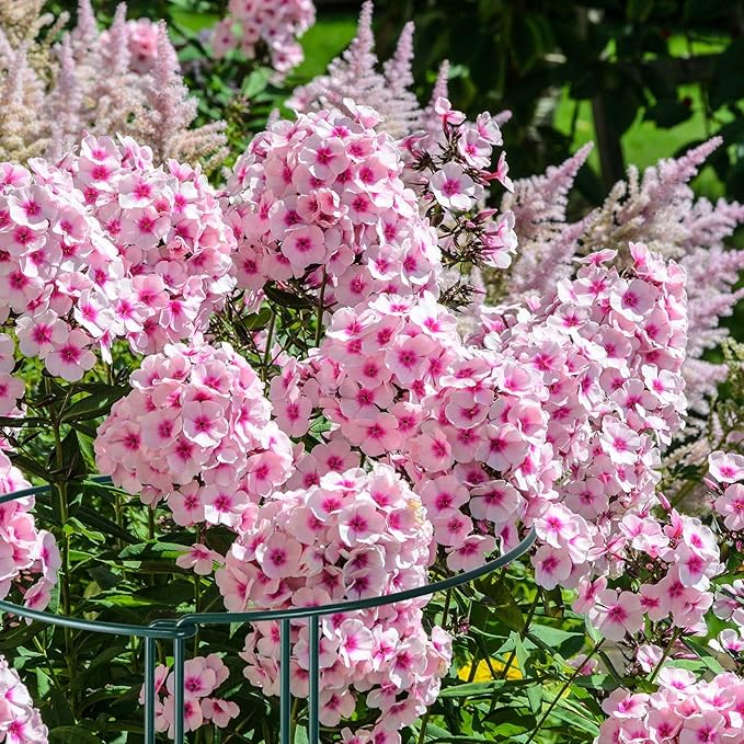 12 Pack Plant Support Stakes, Peony Cages and Supports Large 10" Wide x 24" High Tall Peony Ring Supports, Garden Plant Stakes for Outdoor Plants Rose, Tomato, Hydrangea, Flowers