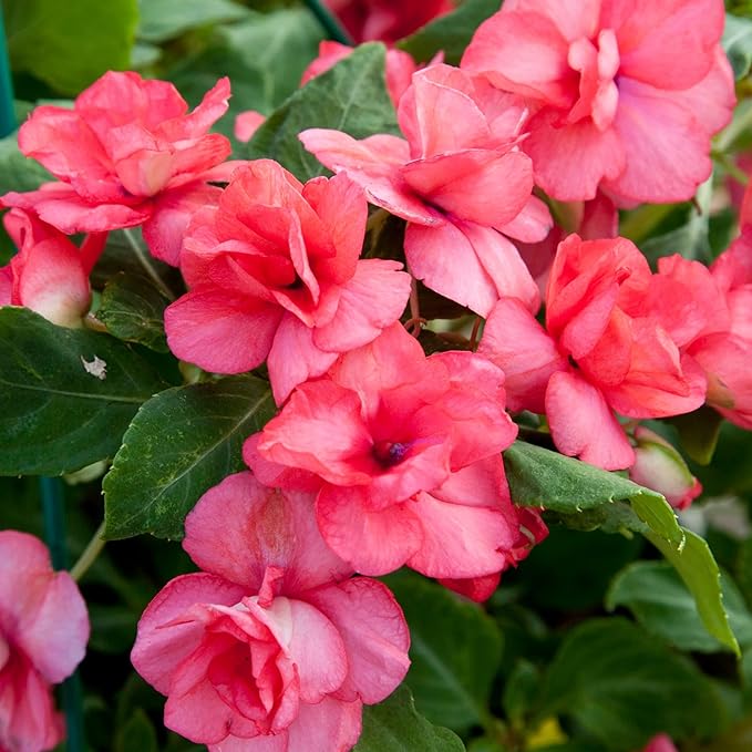 Impatiens Balsamina Garden Flowers, Touch-Me-Not Plant Seeds for Garden Planter Indoor Outdoor Hydroponics Heirloom (20)
