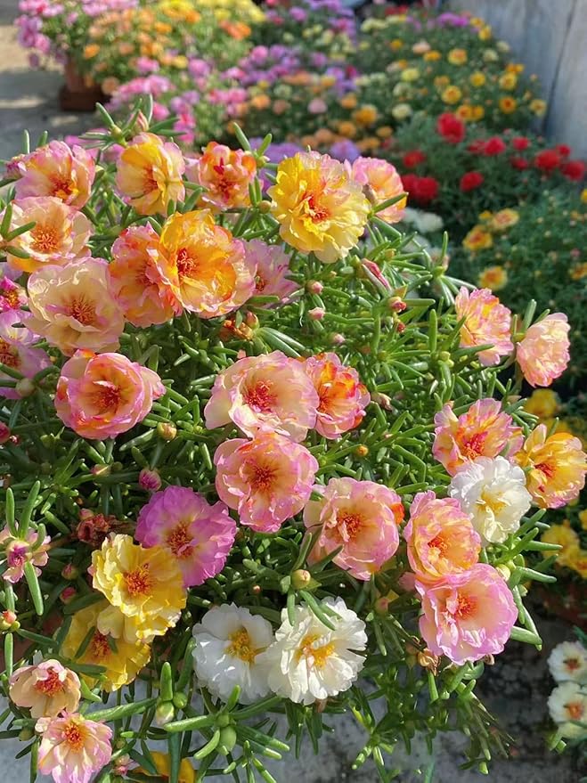 Moss Rose Seeds for Planting Outdoors, Pack of 10000 Portulaca Grandiflora Flower Seeds for Planting