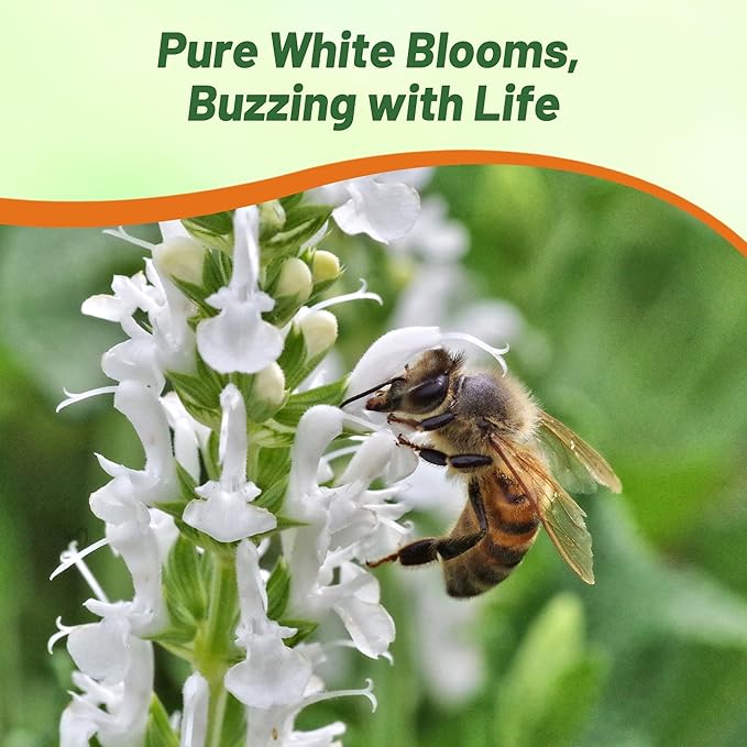 Outsidepride White Victory Salvia Seeds - 1000 Pcs Perennial, Compact, Heavy Blooming & Drought-Tolerant Sage Seeds for Planting Fragrant White Blooms for Butterfly & Hummingbird Gardens & Landscaping