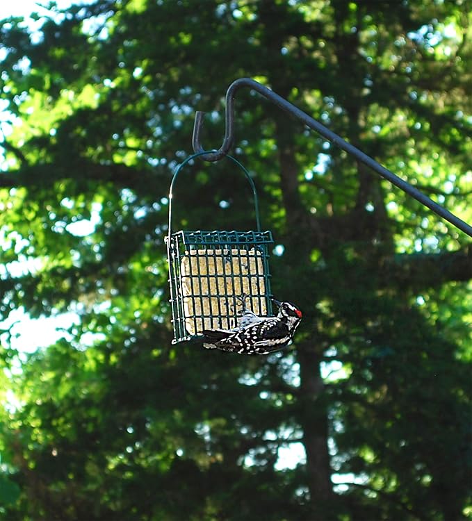 ST. ALBANS BAY SUET PLUS High Energy Suet Cakes, 20 Pack of 11 oz. Suet Cakes for Wild Birds