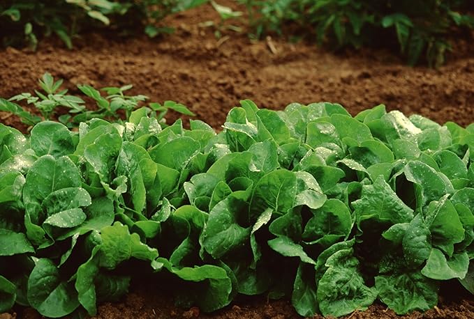 TKE Farms & Gardens - Buttercrunch Lettuce Seeds for Planting, 2500+ Seeds, Heirloom, Non-GMO, 3 Grams, Indoor & Outdoor Gardens, Butterhead Lettuce (Lactuca Sativa), Growing Instructions Included