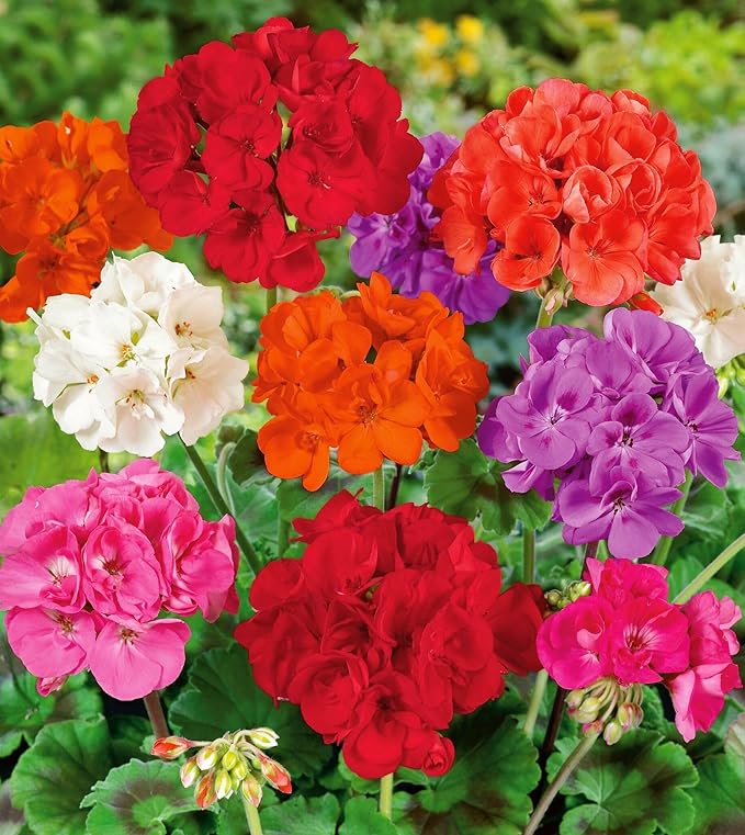 Perennial Bloom Flower Seeds Heirloom Non-GMO Geranium Mix 10+ Seeds Flowers Planting for Outdoor Indoor Potted Plants
