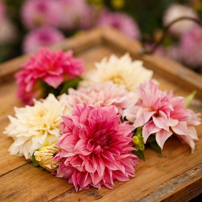 Eden Brothers Dahlia Bulbs (Dinnerplate) - Cafe au Lait Collection, Non-GMO Bulbs for Planting, 3 Bulbs | Low-Maintenance Flower Bulbs, Plant During Spring, Zones 8, 9, 10, 11