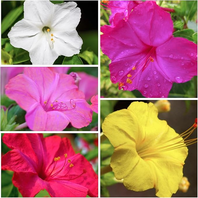 Seed Needs Four O Clock Seeds for Planting Mixed Flowers - Heirloom & Open Pollinated Annual Wildflowers to Attract Butterflies to a Butterfly Garden (5 Packs)
