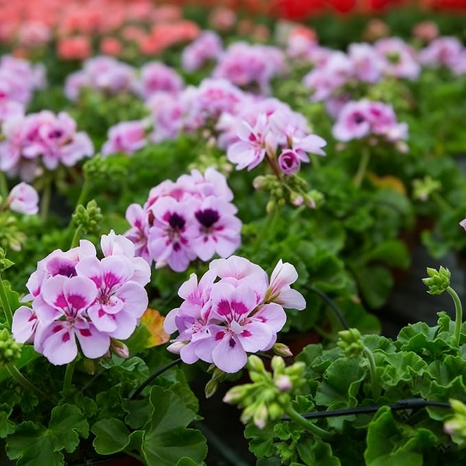 20 Mixed Geranium Seeds for Planting, Perennial Pelargonium Flower Seed, Heirloom Non-GMO Geranium Seeds for Small Garden Border, Home Outdoor