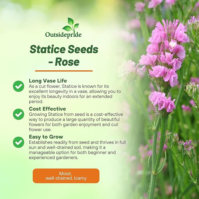 Outsidepride Rose Statice Flower Seeds - 2000 Pcs Annual Easy to Grow Drought Tolerant Flower Seeds for Floral Arrangements, Borders, & Pollinator Garden