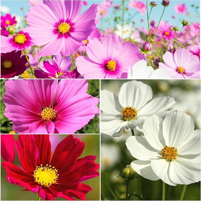 Seed Needs Cosmos Seeds for Planting Sensation Blend Cosmo - Heirloom & Open Pollinated Wild Flower Mixture - Colorful Flowers Make a Great Cut Flower and Attracts Butterflies & Pollinators (1 Pack)