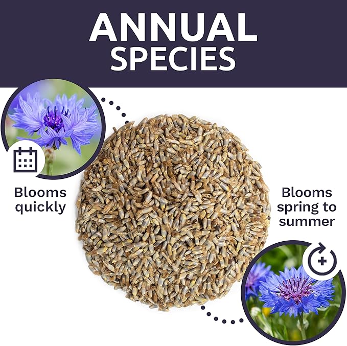 Blue Cornflower Seeds – Bachelor Buttons – Bulk Quarter Pound Bag – Over 20,000 Open Pollinated Non-GMO Wildflower Seeds – Centaurea cyanus