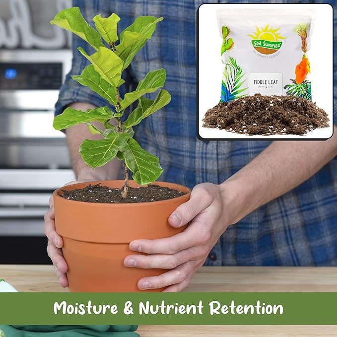 Soil Sunrise Premium Fiddle Leaf Fig Tree Soil (12 Quarts) - Expert Formula for Vibrant Growth - Nutrient-Rich Potting Mix,Specifically Designed for Healthy Indoor,Outdoor,& Potted Fiddle Fig Plants