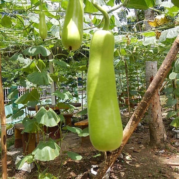 25 Pcs Indian Long Bottle Gourd Seeds for Planting, Non-GMO Vegetable Seeds for Home Garden, Terrace, Balcony Planters, Outdoor Pots, and Backyard Growing