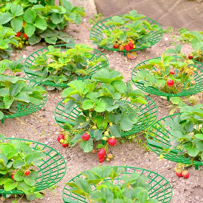 30 Packs Strawberry Supports Strawberry Growing Frame Strawberry Plant Support Plant Protectors Strawberry Trellis Growing Racks Plant Stand with 3 Sturdy Legs for Garden Strawberry Planting
