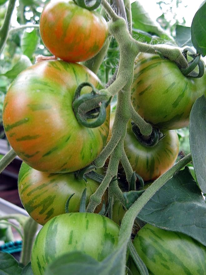 NIKA SEEDS - Seeds Vegetable Beefsteak Giant Tomato Tigerella - 50 Seeds