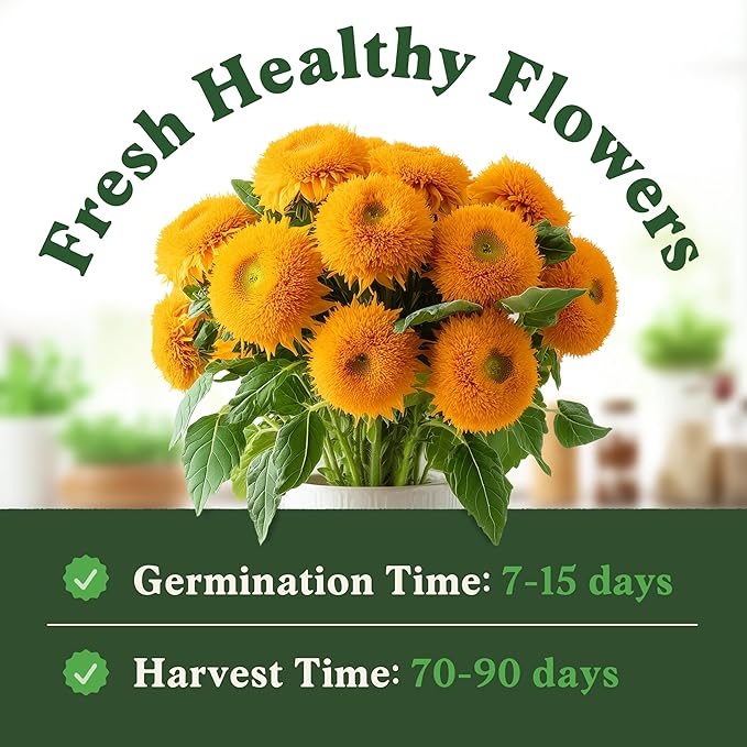 Seedboy Sungold Teddy Bear Sunflower Seeds for Planting Indoor and Outdoor, Non-GMO and USDA Certified Flower Seed Packet for Hydroponic Garden Indoor or Planting Outdoor (Teddy Bear Sunflower)