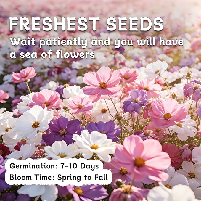 Cosmos Seeds for 2026 (4,500+ Seeds) - Crazy Blend Mix Color, Cosmos Flower Seeds for Planting Garden, No Filler, 1.5 Oz Packet, Easy to Grow