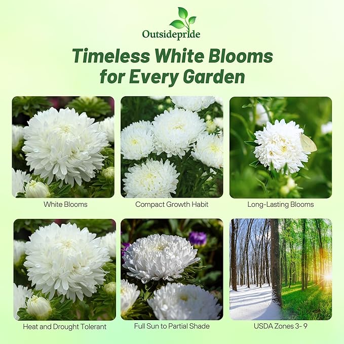 Outsidepride Paeony Aster Seeds - 1,000 Pcs Annual, Hardy & Pollinator Friendly Flower Seeds for Planting Vibrant Double Incurved White Petals, Ideal for Meadows & Aesthetic Gardens