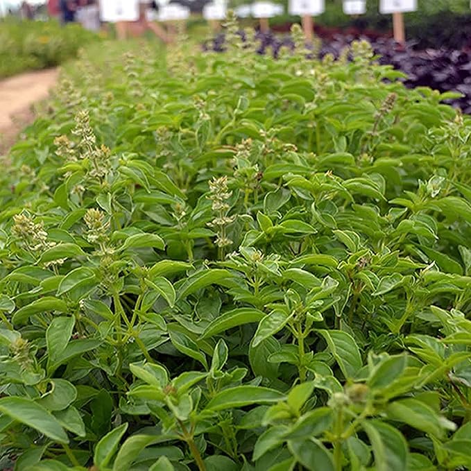 Lime Basil Herb Garden Seeds - 4 Oz - Non-GMO, Heirloom, Annual Culinary Gardening Seeds - Ocimum basilicum
