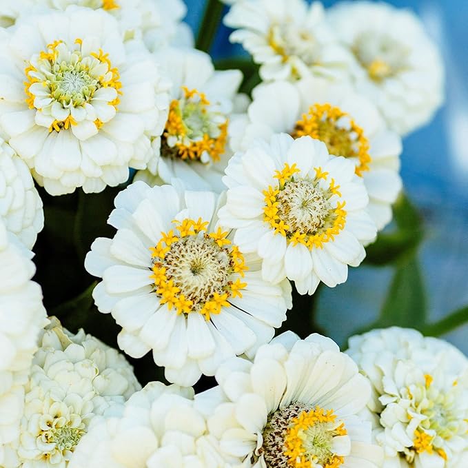 Eden Brothers Zinnia Seeds - Pumila White, Non-GMO Seeds for Planting, Packet | Low-Maintenance Flower Seeds, Plant During Spring, Zones 3, 4, 5, 6, 7, 8, 9, 10