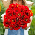 Eden Brothers Zinnia Seeds - Cherry Queen, Non-GMO Seeds for Planting, 1/4 lb | Low-Maintenance Flower Seeds, Plant During Spring, Zones 3, 4, 5, 6, 7, 8, 9, 10