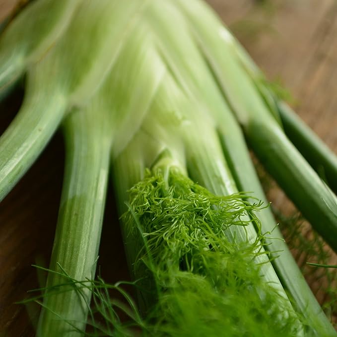 Florence Fennel - 250 Seeds - Heirloom & Open-Pollinated Variety, Non-GMO Culinary Herb Seeds for Planting, Grow Your Own Kitchen Herbs Indoors/Outdoors in Containers or a Garden, Thresh Seed Company