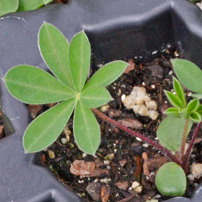 Seed Needs Lupine Seeds for Planting Russells Blend - Heirloom & Open Pollinated Multicolor Flowers to Attract Pollinators to a Butterfly Garden - Red, Purple, Blue, Yellow, White & More (5 Packs)