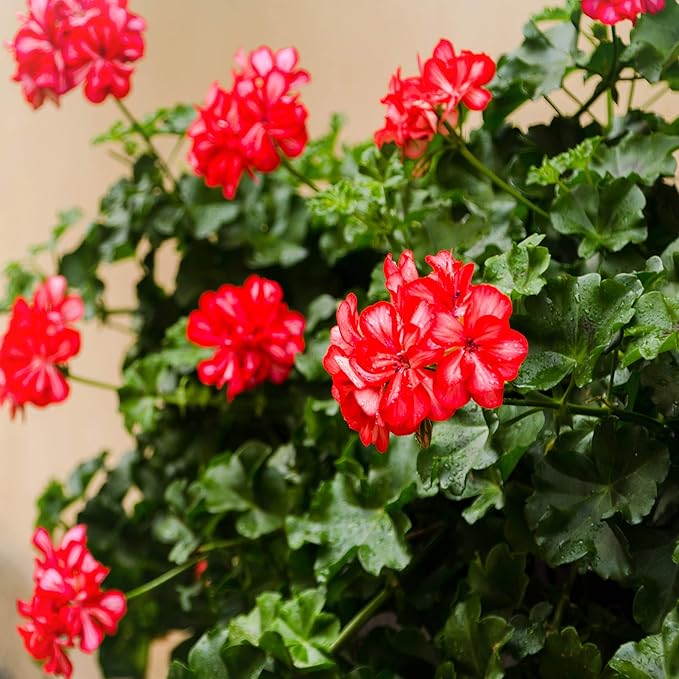 Outsidepride Scarlet Geranium Seeds for Planting - 25 Pcs Annual, Heat & Drought Tolerant Flower Seeds with Green Foliage & Scarlet Blooms for Pots, Borders & Lush Summer Garden Displays
