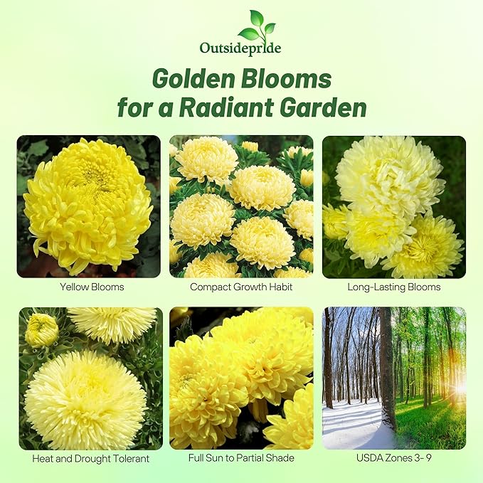 Outsidepride Paeony Aster Seeds - 2,000 Pcs Annual, Hardy & Pollinator Friendly Flower Seeds for Planting Vibrant Double Incurved Yellow Petals, Ideal for Meadows & Aesthetic Gardens