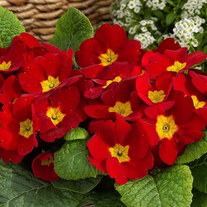 Outsidepride Scarlet Common Primrose Seeds - 200 Pcs Perennial, Hardy, Easy to Grow & Low Maintenance Flower Seeds for Planting Vibrant Soft Blooms, for Containers, Borders & Erosion Control