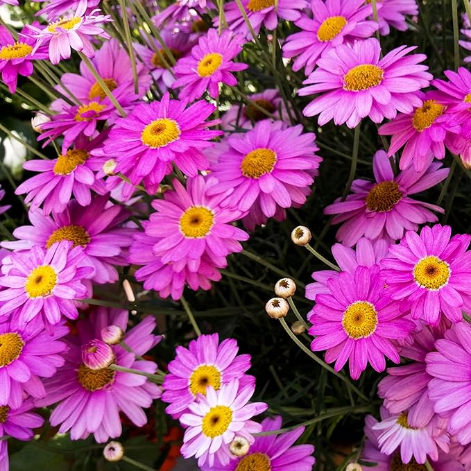 1000+Pyrethrum Seeds for Planting -Pyrethrum Tanacetum Chrysanthemum Plant Garden Flower Seeds