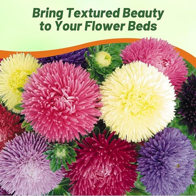 Outsidepride Gremlin Aster Seeds - 2000 Pcs. Annual, Hardy & Pollinator Friendly Flower Seeds for Planting Vibrant Mix Blooms and Oval-Shaped Leaves, Great for Meadows & Aesthetic Gardens