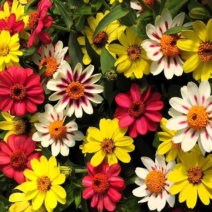 Outsidepride Zahara Raspberry Lemonade Mix Zinnia Seeds - 50 Pcs Annual, Heat & Drought Tolerant Flower Seeds for Planting w/Vibrant Blooms for Pollinator Gardens & Floral Arrangements