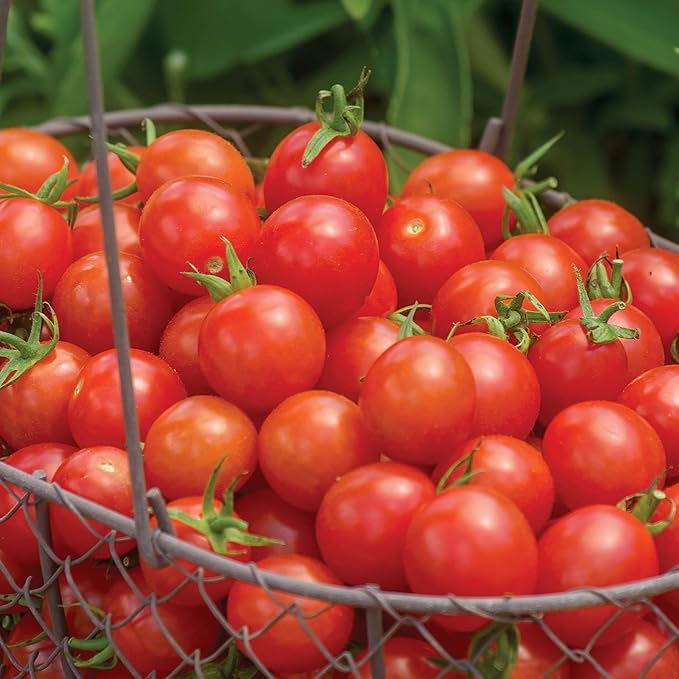 Burpee 'Cherry Baby Hybrid' Tomato Seeds for Planting- Non-GMO, Indeterminate, Cherry Tomatoes, 23mg Seed Packet