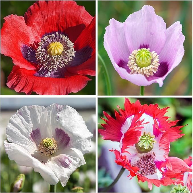 Seed Needs Mixed Somniferum Poppy Seeds for Planting - Heirloom & Open Pollinated Annual Flowers - Colorful Masses of Wildflowers, Perfect for a Butterfly Garden (2 Packs)