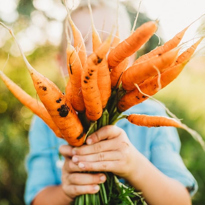 Bambino Carrot - 300 Seeds - Heirloom Mini Carrot Variety, Great for Snacking, Non-GMO, Heirloom Baby Carrot Seeds for Planting in The Home Garden, Thresh Seed Company