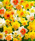 Complete Spring Flower Bulb Garden - Narcissus Assorted Colors Daffodil White Plant Bulbs (10 Pack) - 12cm Large Flower Bulbs for Indoor Outdoor (Daffodils Bulbs)