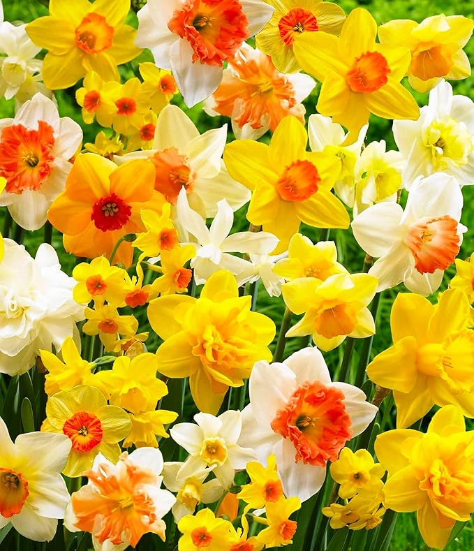 Complete Spring Flower Bulb Garden - Narcissus Assorted Colors Daffodil White Plant Bulbs (10 Pack) - 12cm Large Flower Bulbs for Indoor Outdoor (Daffodils Bulbs)