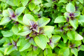 Green-Purple Peppermint Silvester with Apple Flavor 500+ Seeds for Planting Non-GMO