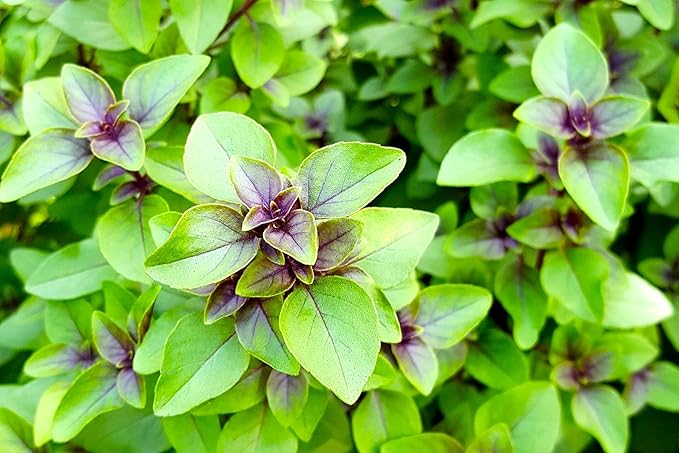 Green-Purple Peppermint Silvester with Apple Flavor 500+ Seeds for Planting Non-GMO