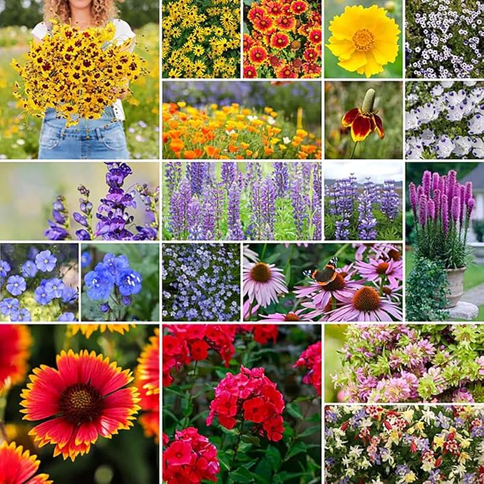 US Native Wildflower Mix - Annuals and Perennials Approx. 6500+ Seeds