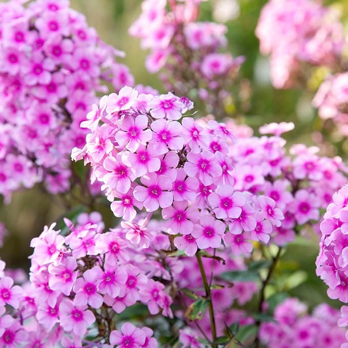 1000+ Creeping Phlox Seeds for Planting - Bright Mixed Phlox Seeds Creeping Perennial Ground Cover Plants - Annual Flower for Home and Garden