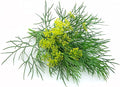 Fennel Seeds, 200+ Green Leaf, Heirloom, Non GMO Seeds, Foeniculum vulgare