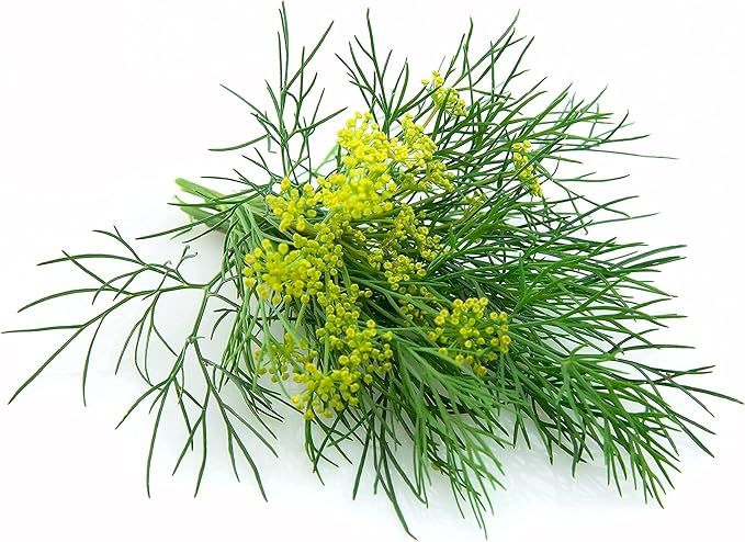 Fennel Seeds, 200+ Green Leaf, Heirloom, Non GMO Seeds, Foeniculum vulgare