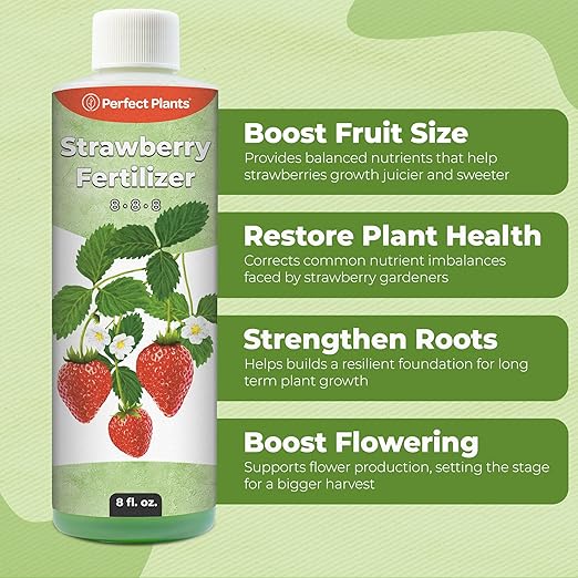 Strawberry Plant Fertilizer by Perfect Plants | Best Liquid Fruit Plant Food for Strawberries | for Acid Loving Berry Bushes in Your Backyard Farm (8 fl oz)