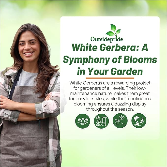 Outsidepride Vanilla Gerbera Seeds - 10 Pcs Perennial, Compact & Low Maintenance, Flower Seeds for Planting w/Vibrant White Blooms, Ideal for Garden Landscaping & Cut Flower Arrangements