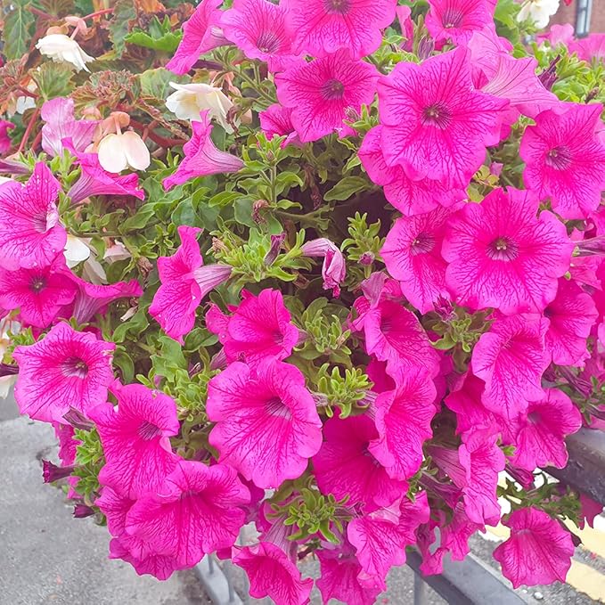 100 Petunia Seeds Easy to Grow Hanging Basket Flower for Planting Garden Home Garden Balcony Pink Flowers Seeds