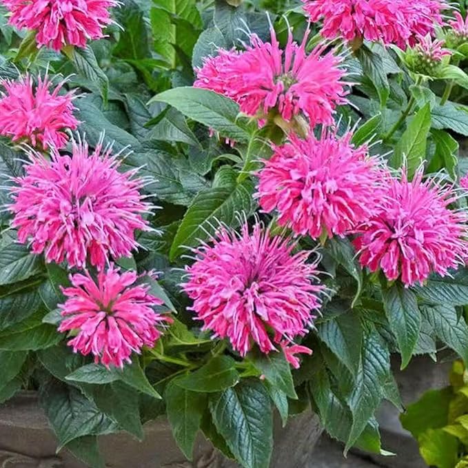 500 Pink Bee Balm Seeds – Vibrant Monarda Blooms for Pollinator-Friendly Gardens