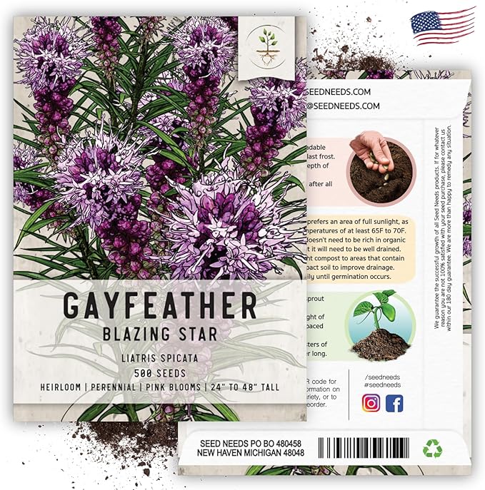 Seed Needs, Gayfeather Seeds - 500 Heirloom Seeds for Planting Liatris spicata - Perennial, Open Pollinated Wildflowers That Attracts Pollinators to The Garden (2 Packs)