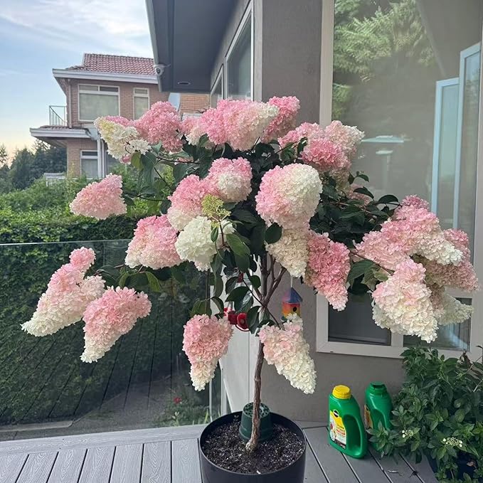 50 Pink and White Hydrangea Seeds – Cone Bloom Variety for Garden Borders and Landscape Beauty