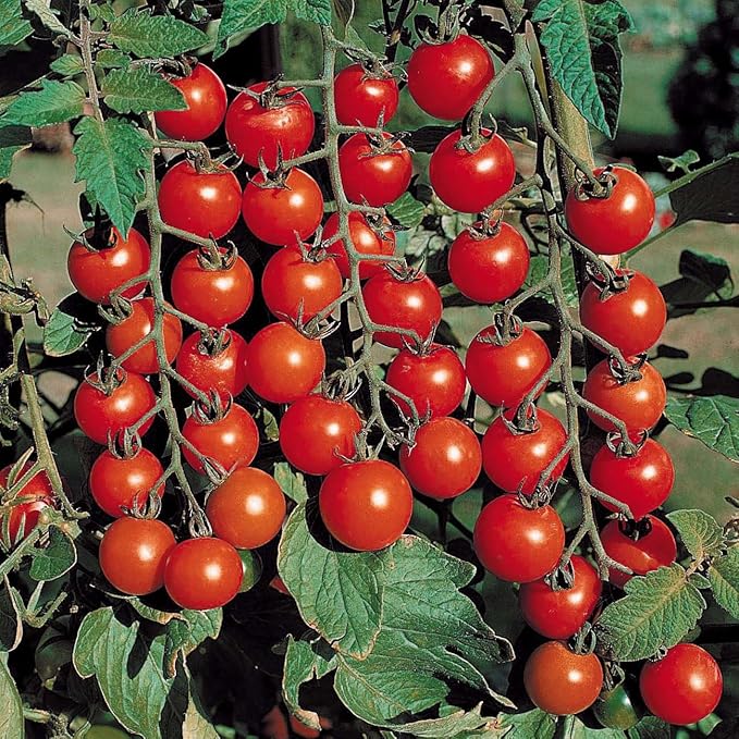 Seeds Red Cherry Tomato Tall Bush Heirloom Vegetable Non GMO