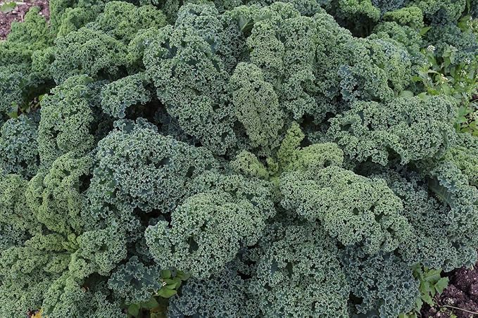 Seeds Vegetable Kale Cabbage Green - 150 Seeds